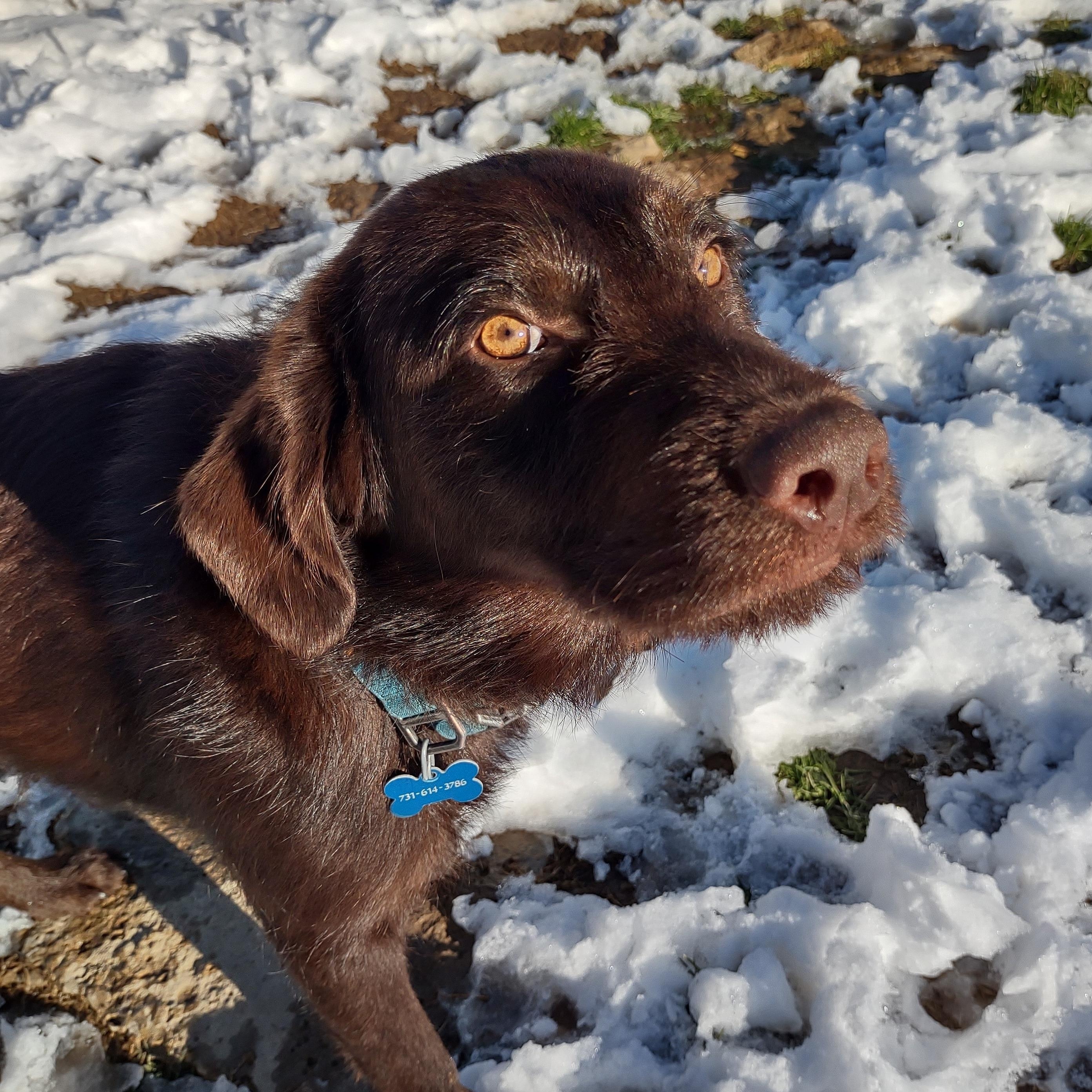 Colt, a Adoptable mixed breed in Medfield, MA image 4/5