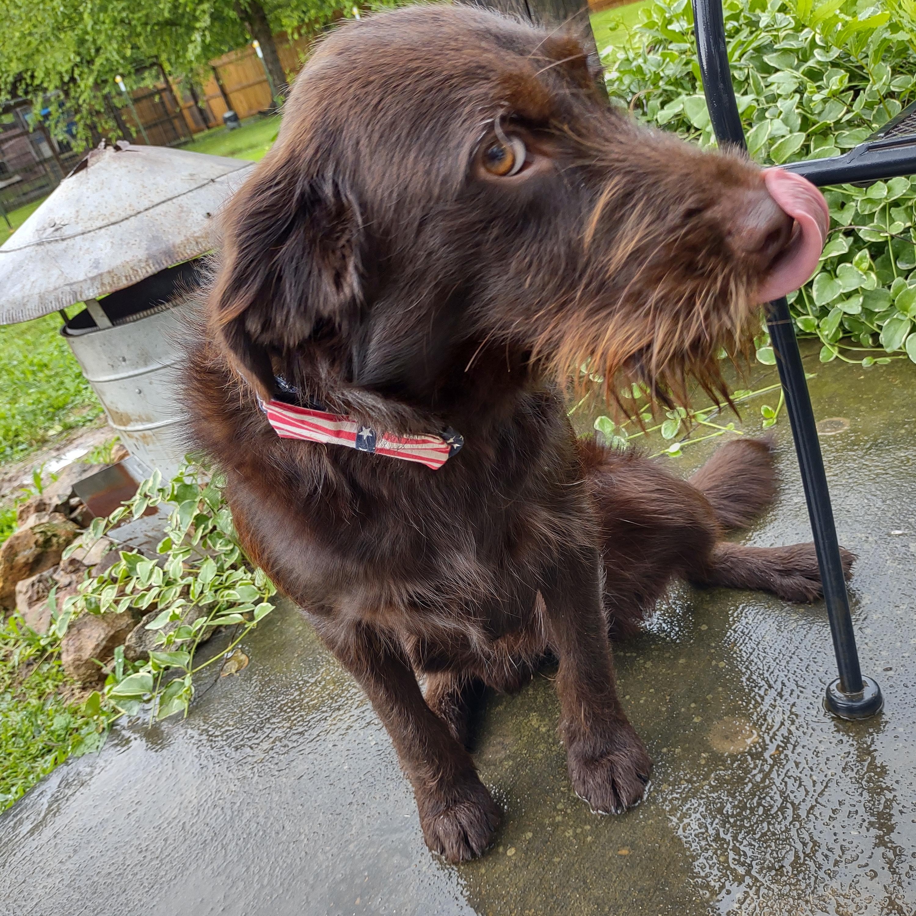 Colt, a Adoptable mixed breed in Medfield, MA image 2/5