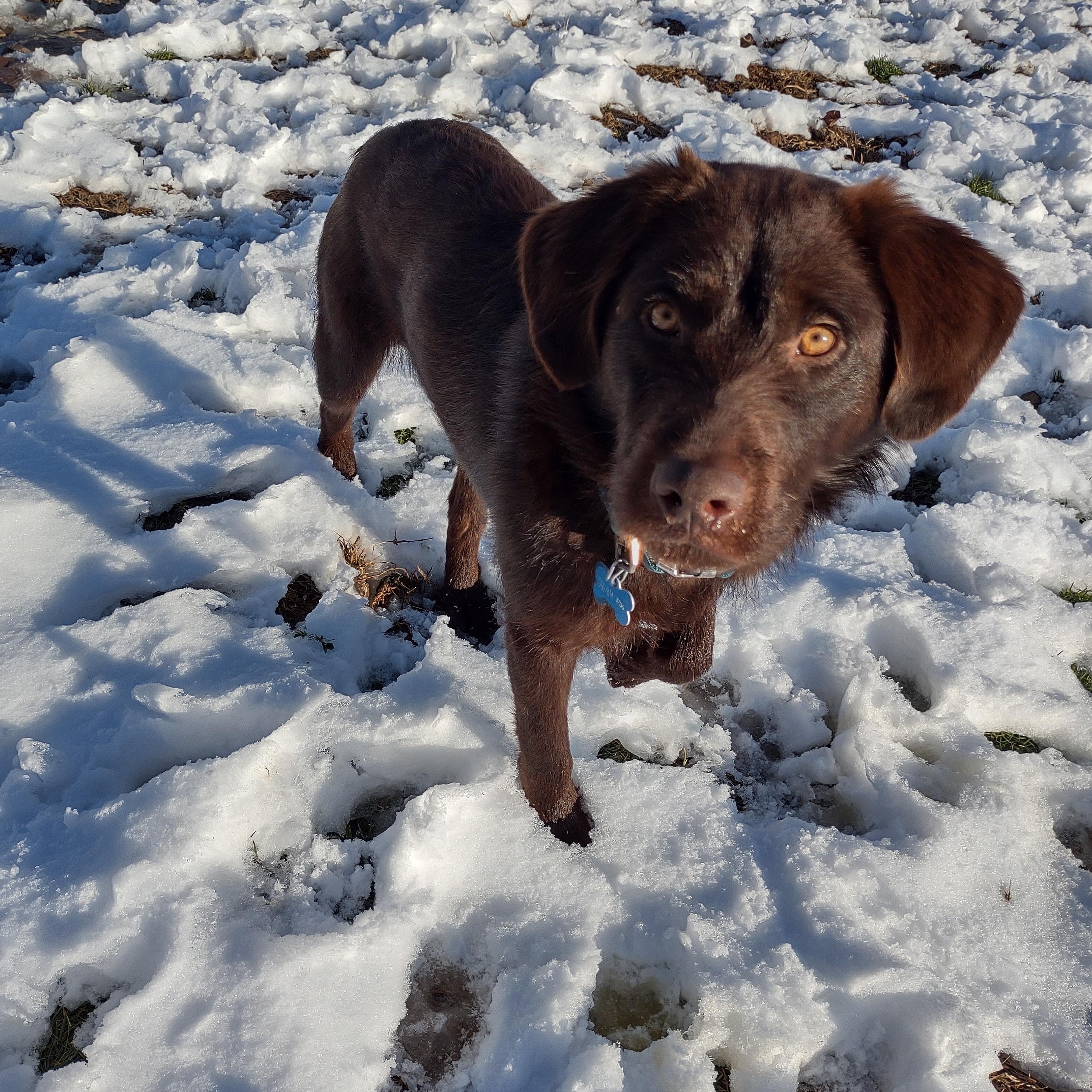Colt, a Adoptable mixed breed in Medfield, MA image 5/5
