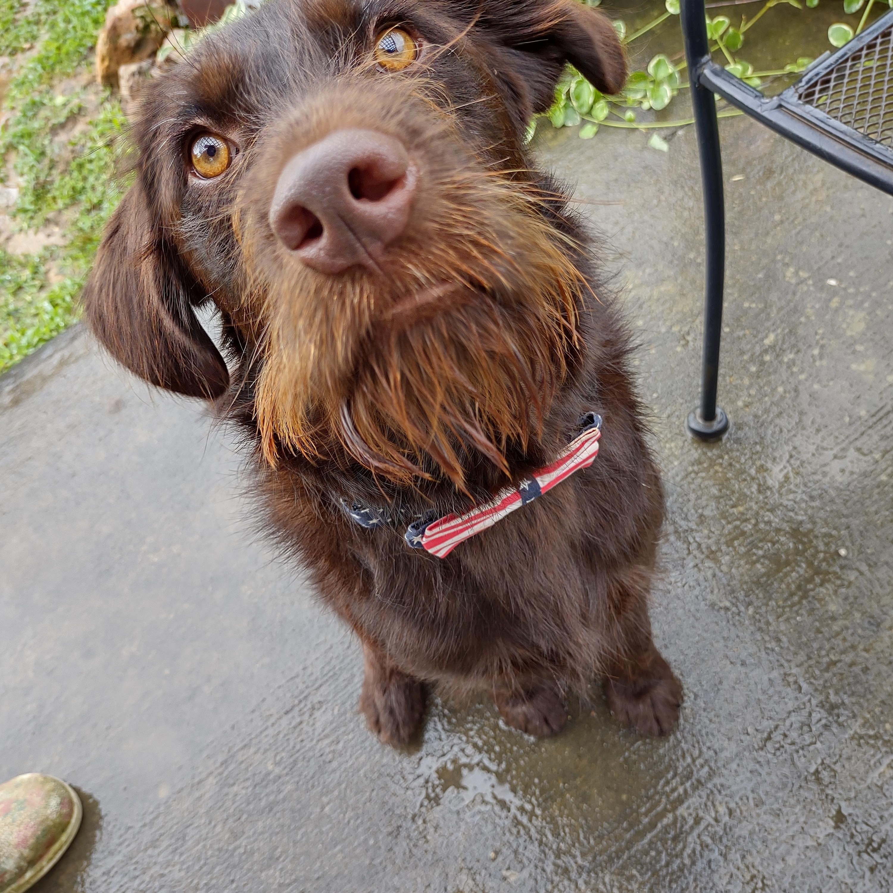 Colt, a Adoptable mixed breed in Medfield, MA image 1/5