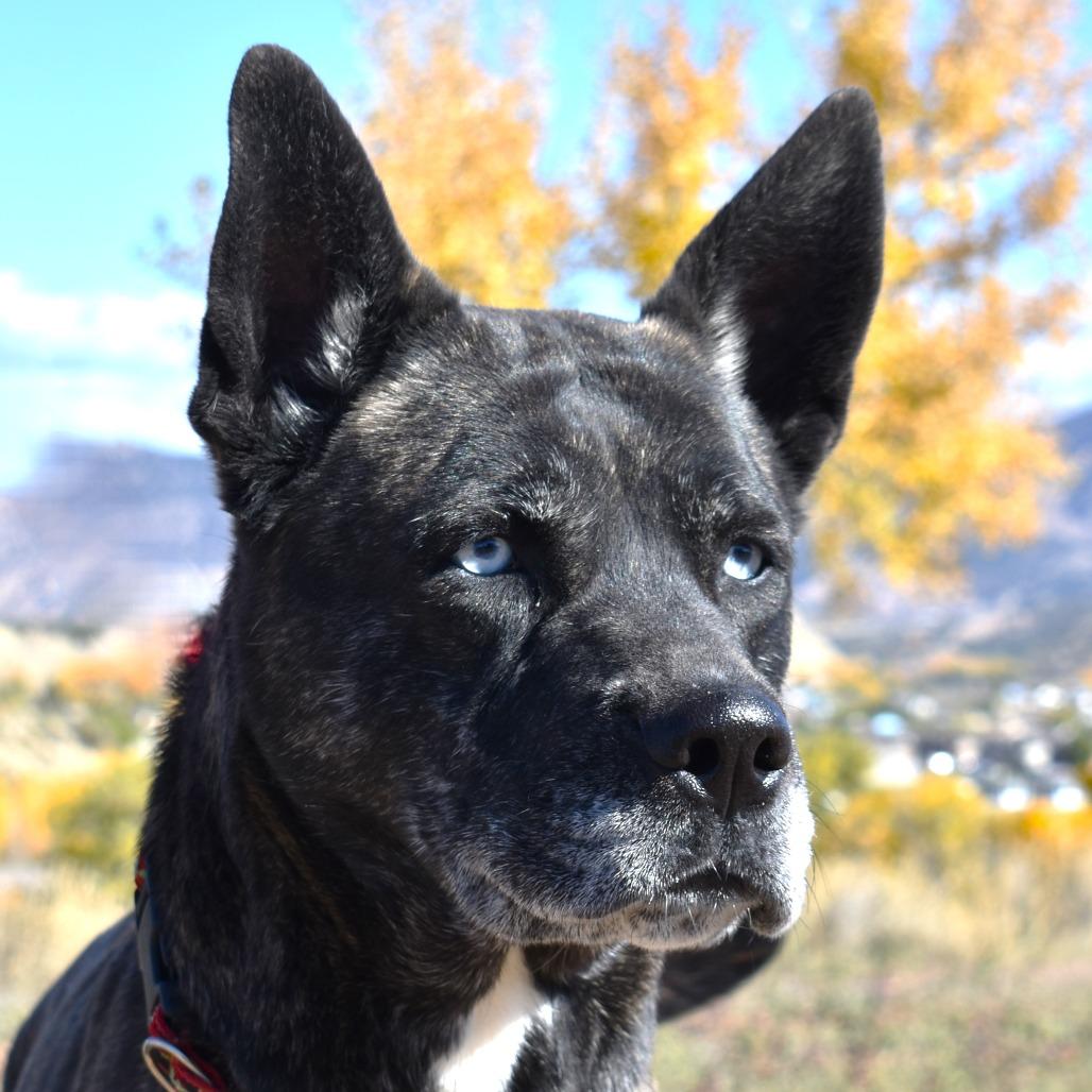 Indigo (Barking Bonnie), a Adoptable mixed breed in Rifle, CO image 2/3