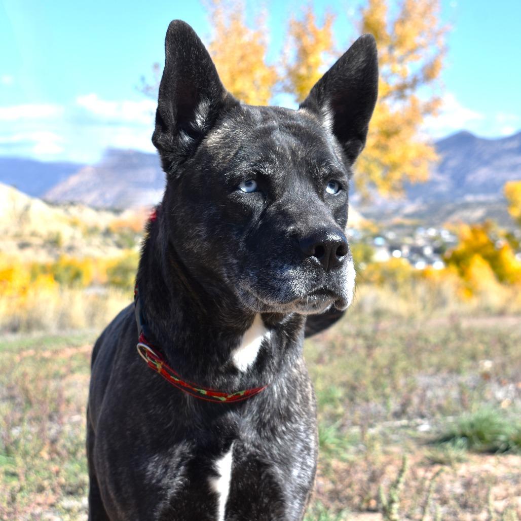 Indigo (Barking Bonnie), a Adoptable mixed breed in Rifle, CO image 3/3