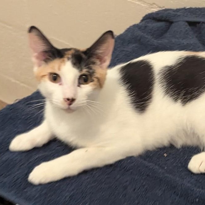 Lola, Adoptable, Kitten Female Calico.