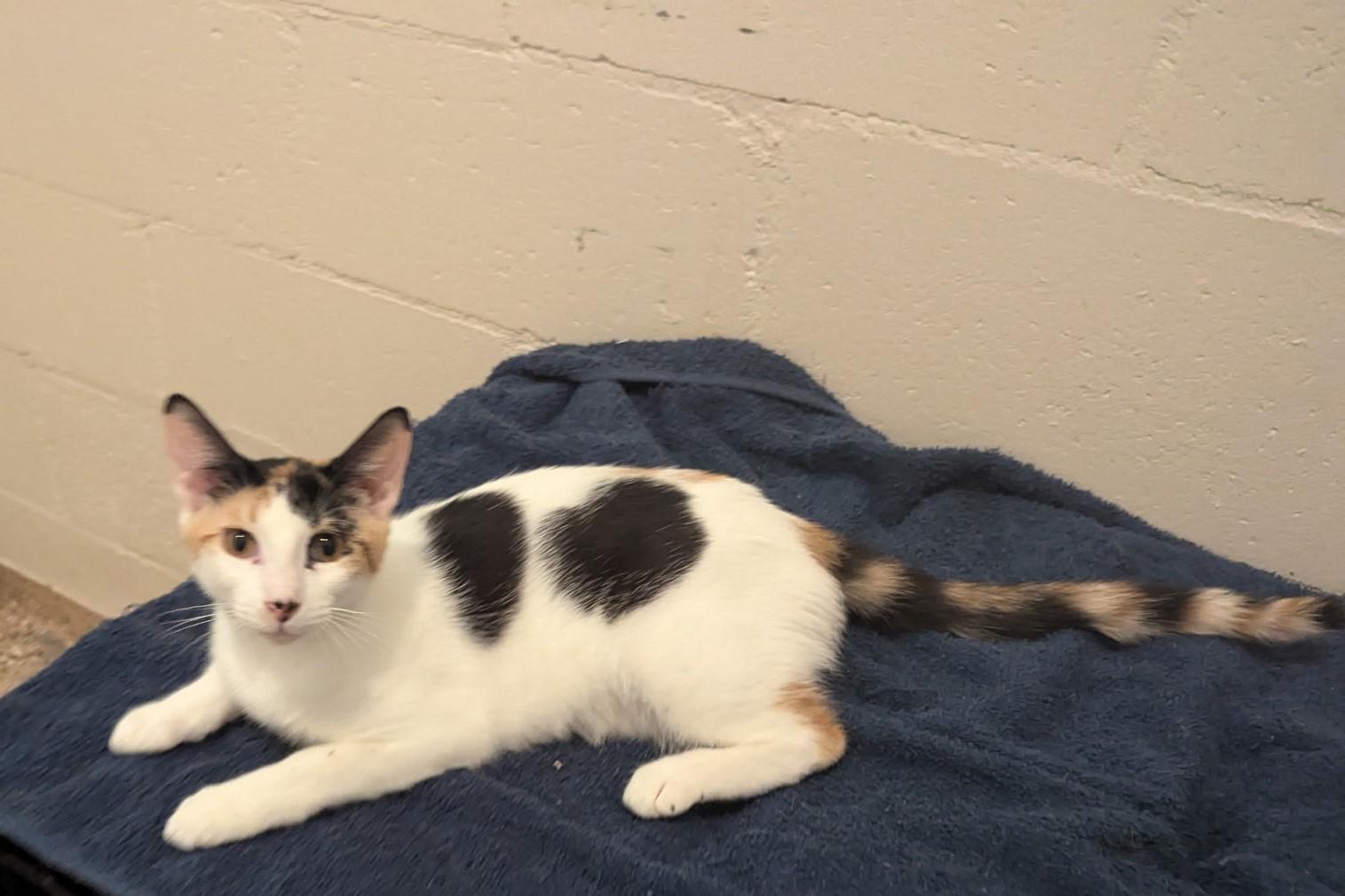 Enlarge Lola, a Adoptable Calico in Fort Myers Beach, FL image 2/5