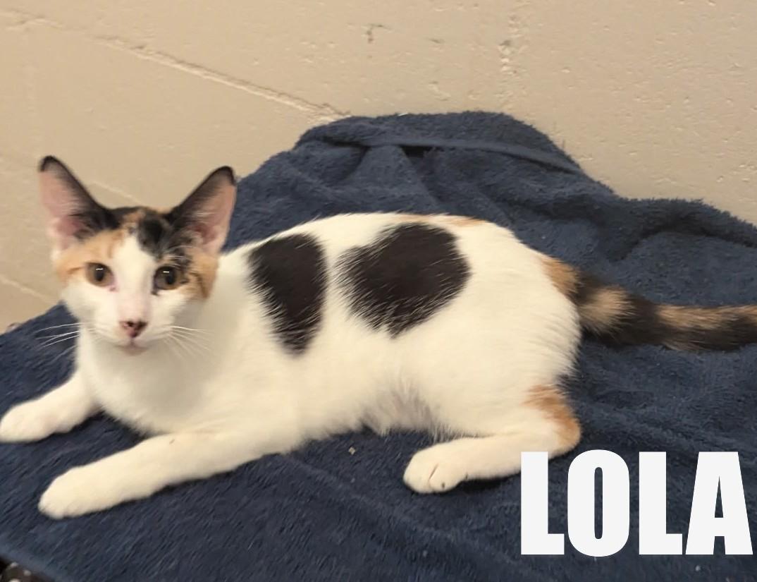 Enlarge Lola, a Adoptable Calico in Fort Myers Beach, FL image 4/5