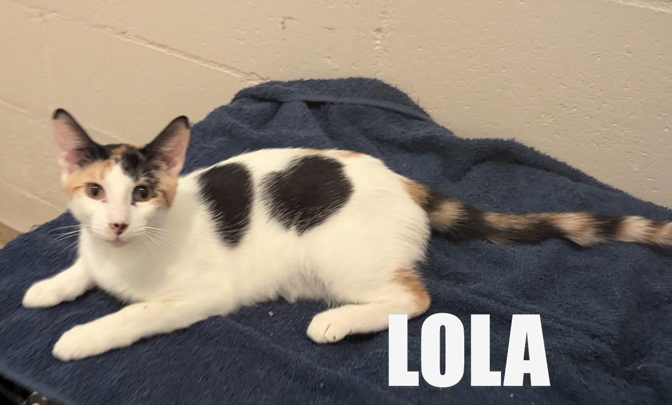 Enlarge Lola, a Adoptable Calico in Fort Myers Beach, FL image 5/5