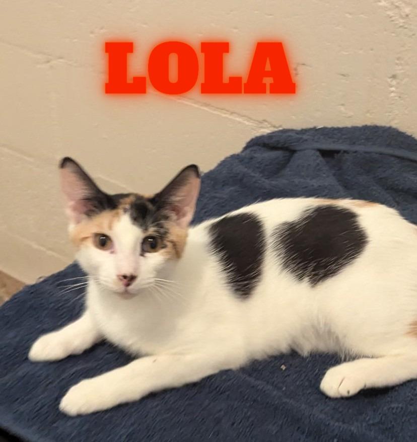 Enlarge Lola, a Adoptable Calico in Fort Myers Beach, FL image 3/5