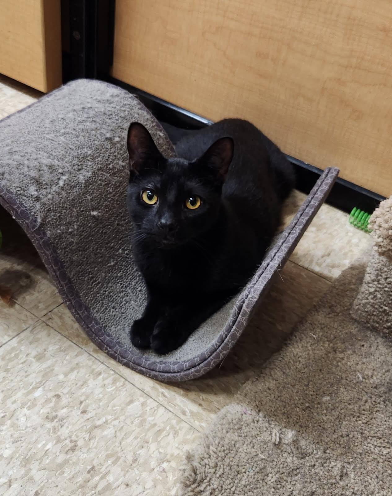 Marten, an adopted Domestic Short Hair in Barrington Hills, IL image 2/3