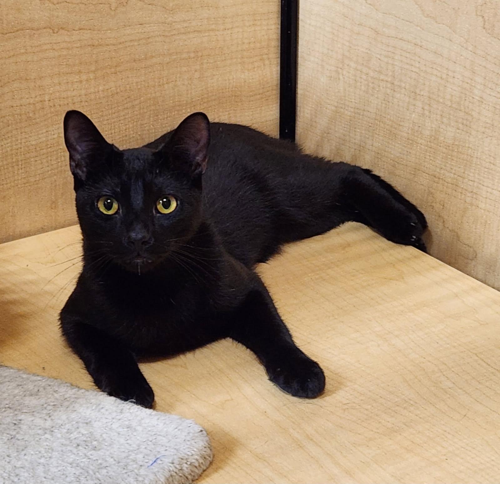 Marten, an adopted Domestic Short Hair in Barrington Hills, IL image 1/3
