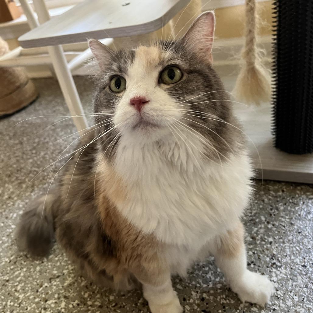 Mila, Adoptable, Senior Female Domestic Long Hair.