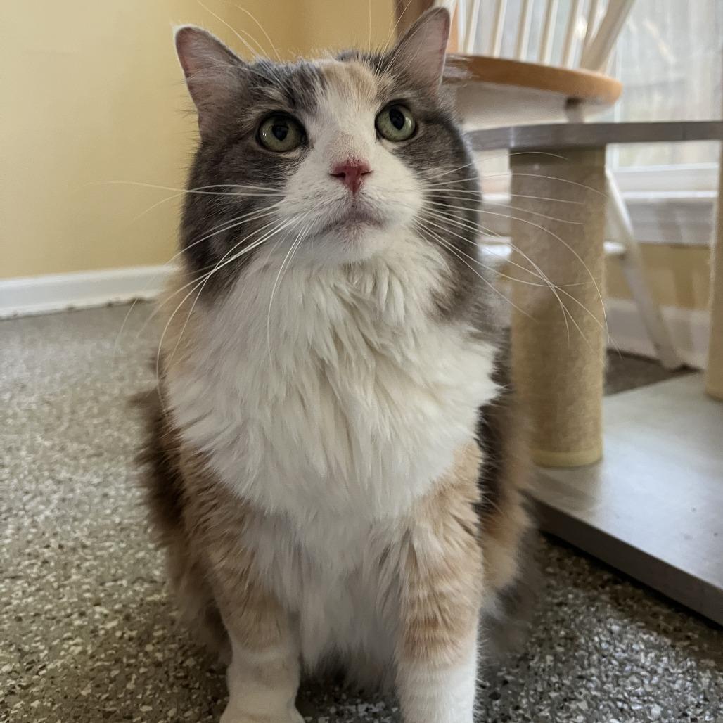 Enlarge Mila, a Adoptable Domestic Long Hair in Folsom, LA image 2/2