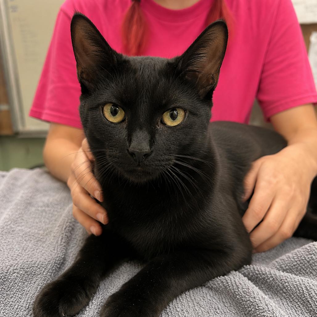 Violet, Adoptable, Young Female Domestic Short Hair.