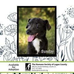Enlarge Taking Back Sunday, a Adoptable mixed breed in Lincoln, IL image 1/1