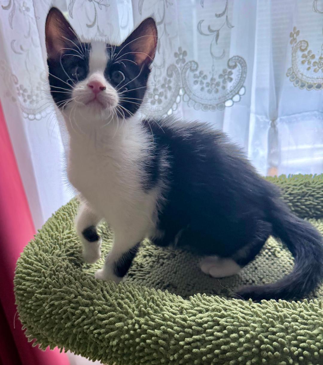 Norah, adopted, Kitten Female Domestic Short Hair.