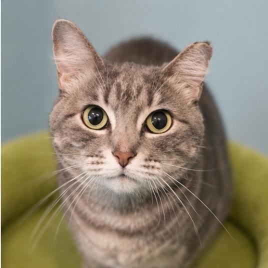 Empress Meow Meow, Adoptable, Adult Female Domestic Short Hair.