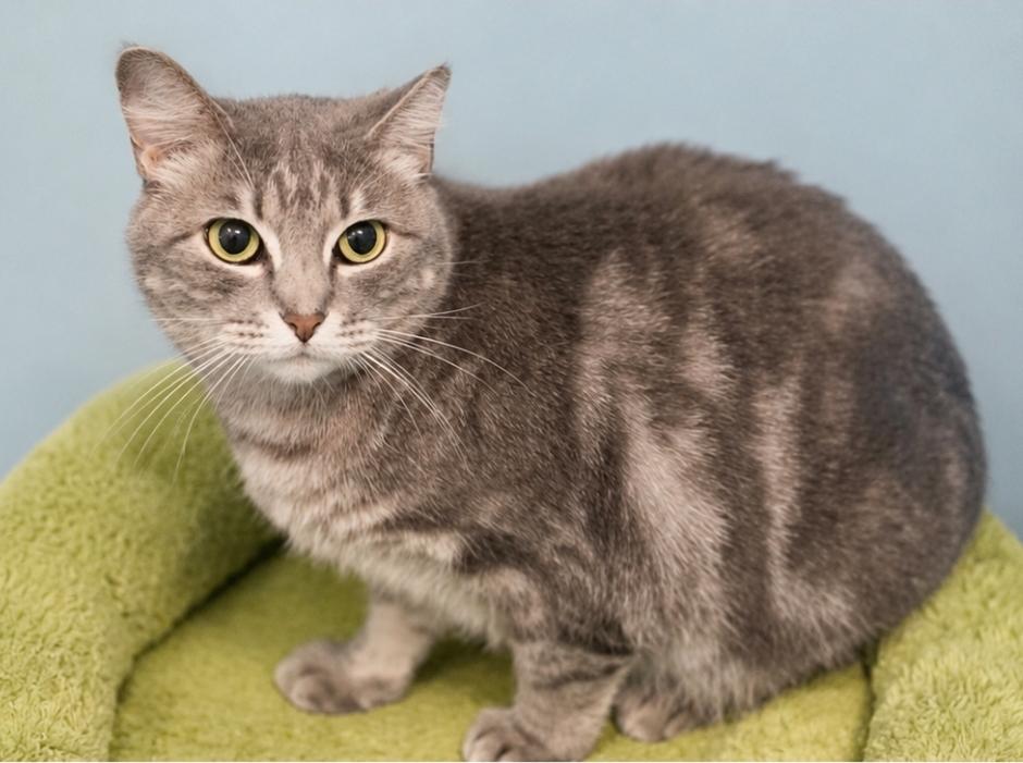 Enlarge Empress Meow Meow, a Adoptable Domestic Short Hair in Lincoln, NE image 3/6