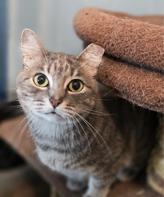 Enlarge Empress Meow Meow, a Adoptable Domestic Short Hair in Lincoln, NE image 5/6