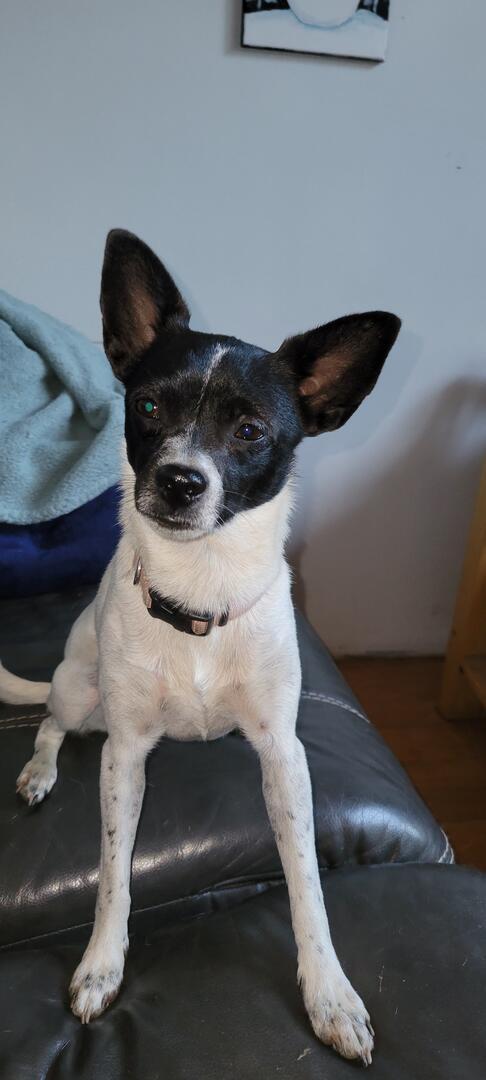 Lila