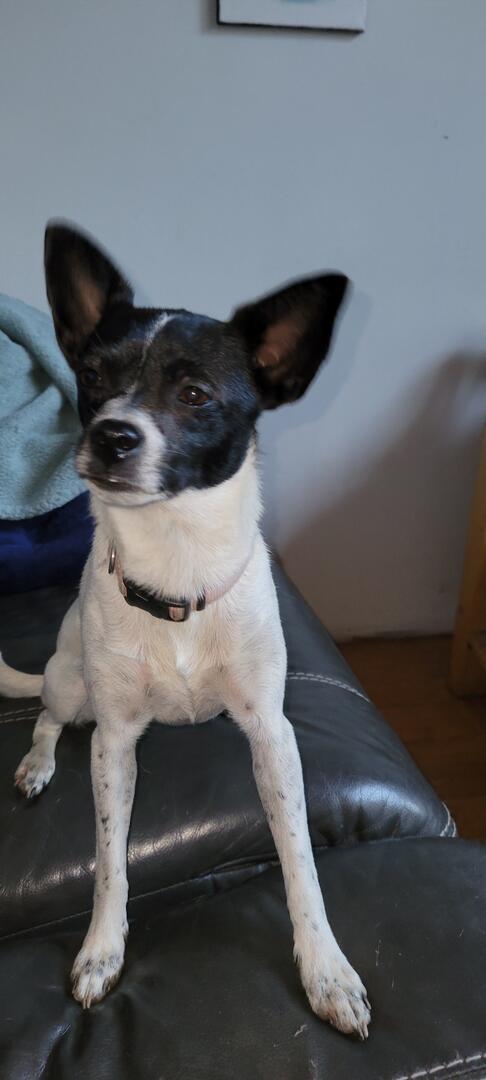 Lila