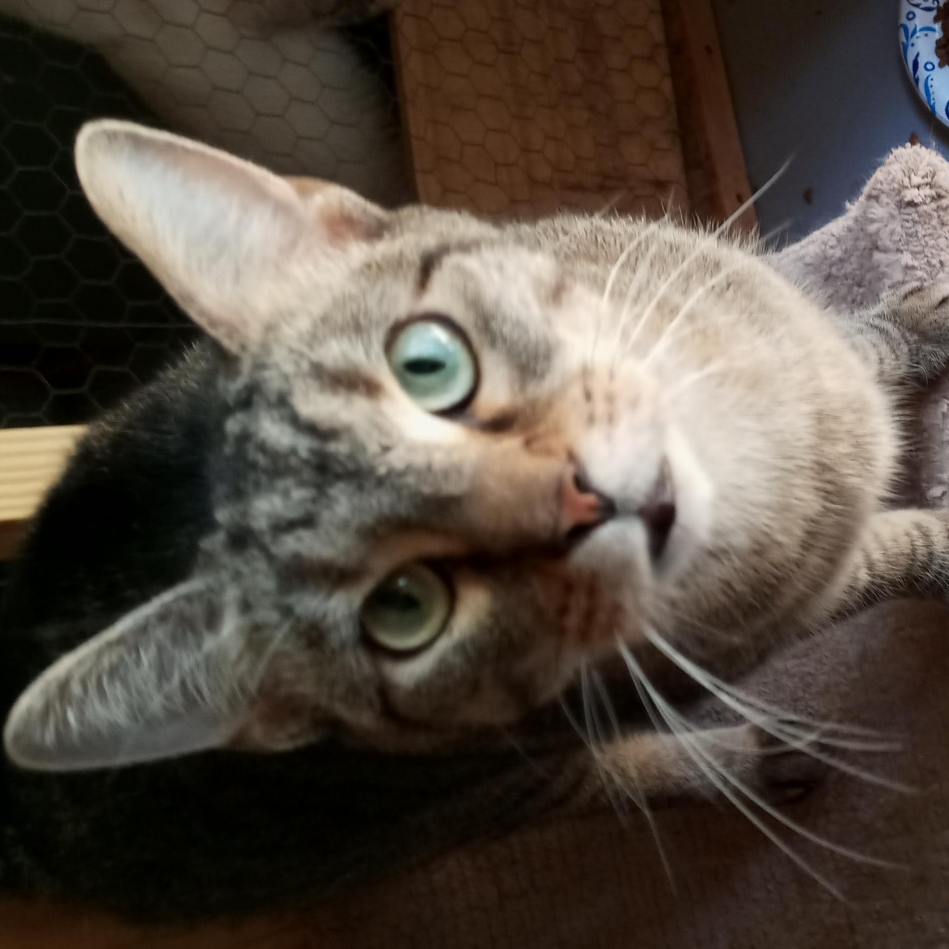 Enlarge Cameron, a Adoptable mixed breed in Laurelville, OH image 1/5