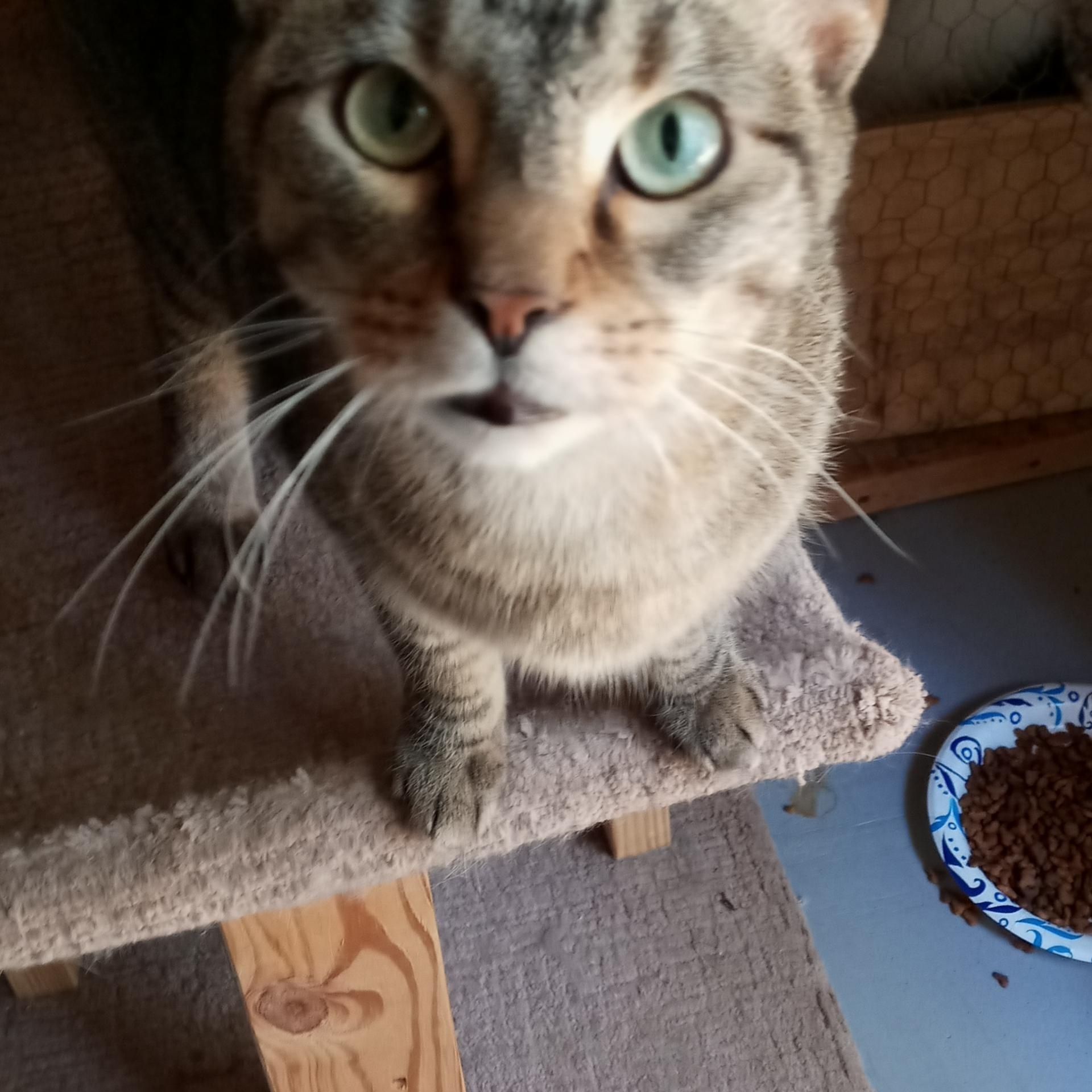 Enlarge Cameron, a Adoptable mixed breed in Laurelville, OH image 2/5