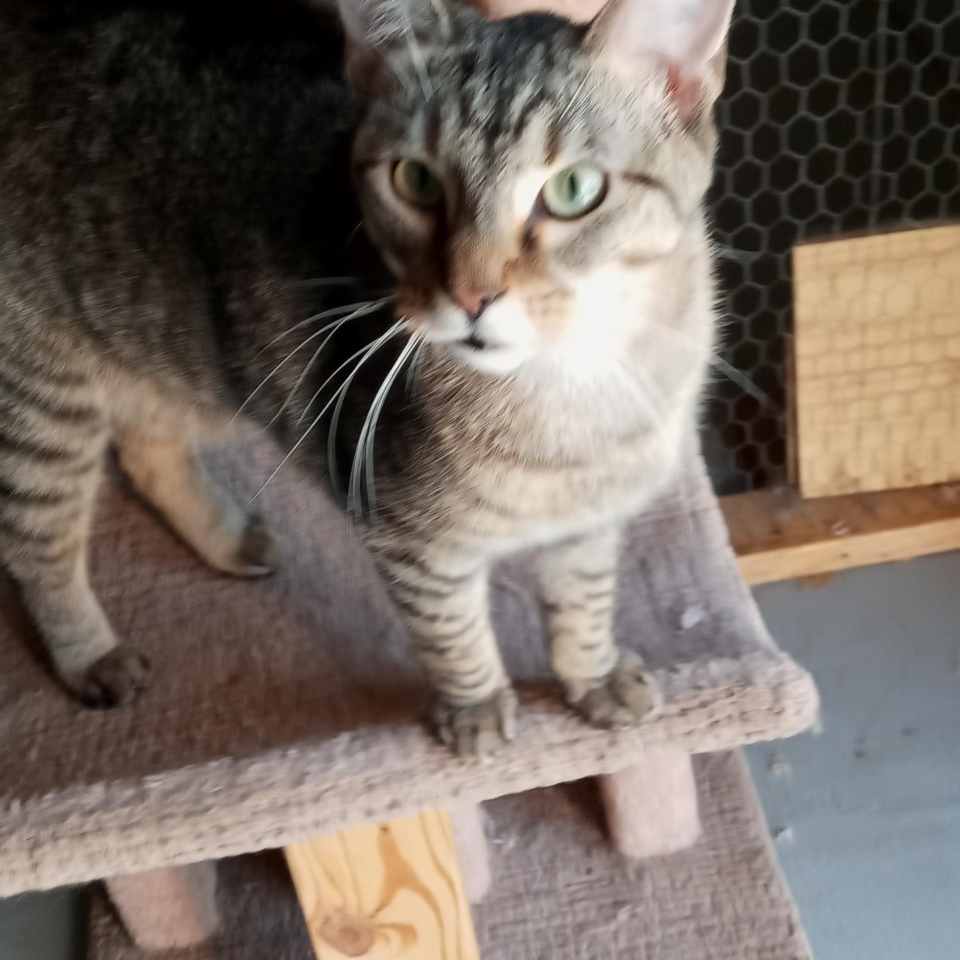 Enlarge Cameron, a Adoptable mixed breed in Laurelville, OH image 3/5