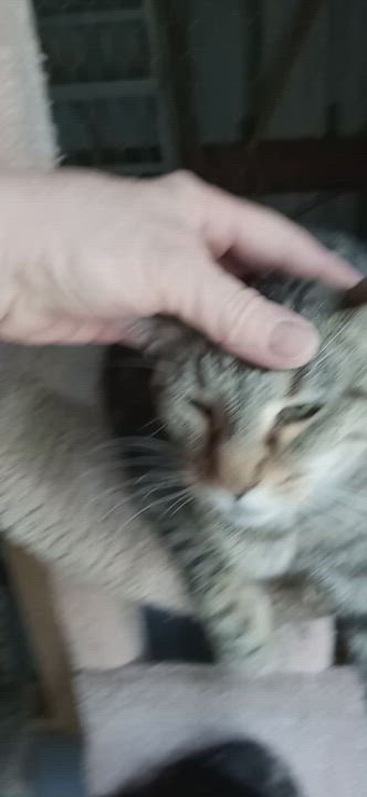 Enlarge Cameron, a Adoptable mixed breed in Laurelville, OH video 4/5