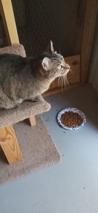 Enlarge Cameron, a Adoptable mixed breed in Laurelville, OH video 5/5