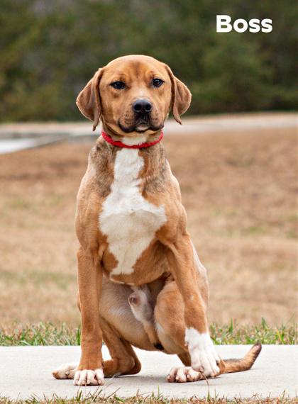 Enlarge Boss, a Adoptable mixed breed in Clayton, GA image 1/2
