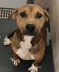 Boss, Adoptable, Adult Male Hound & Pit Bull Terrier.