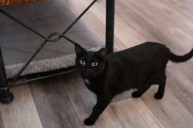 Gloria, Adoptable, Adult Female Domestic Short Hair.