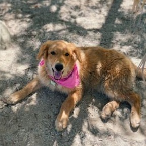 Copper, Adopted, Puppy Female Golden Retriever & Australian Shepherd.