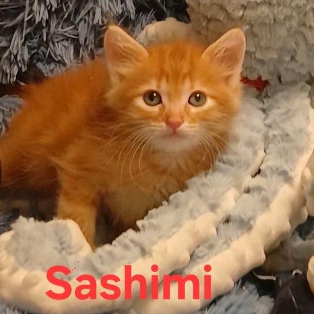 Enlarge Sashimi (bonded with Sake), a Adoptable Domestic Medium Hair in HUNTINGTON BEACH, CA image 4/5