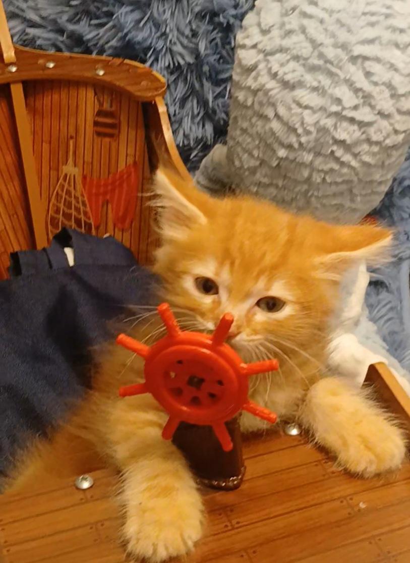 Enlarge Sashimi (bonded with Sake), a Adoptable Domestic Medium Hair in HUNTINGTON BEACH, CA image 5/5