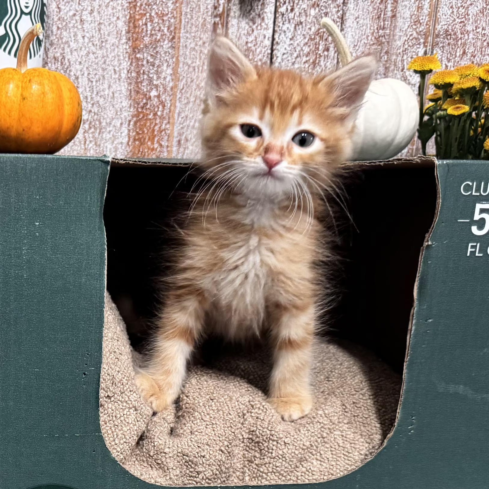 Enlarge Sashimi (bonded with Sake), a Adoptable Domestic Medium Hair in HUNTINGTON BEACH, CA image 1/5
