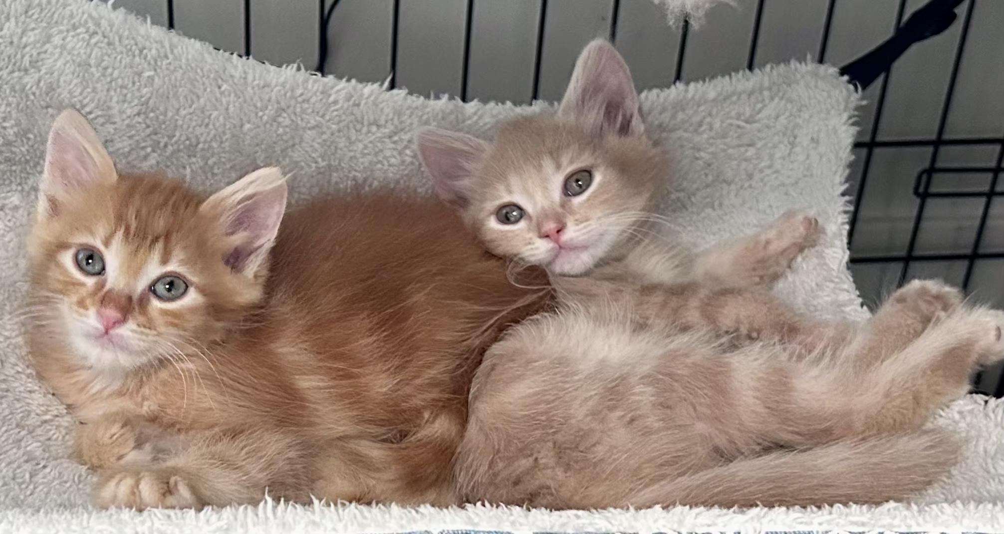 Enlarge Sashimi (bonded with Sake), a Adoptable Domestic Medium Hair in HUNTINGTON BEACH, CA image 2/5