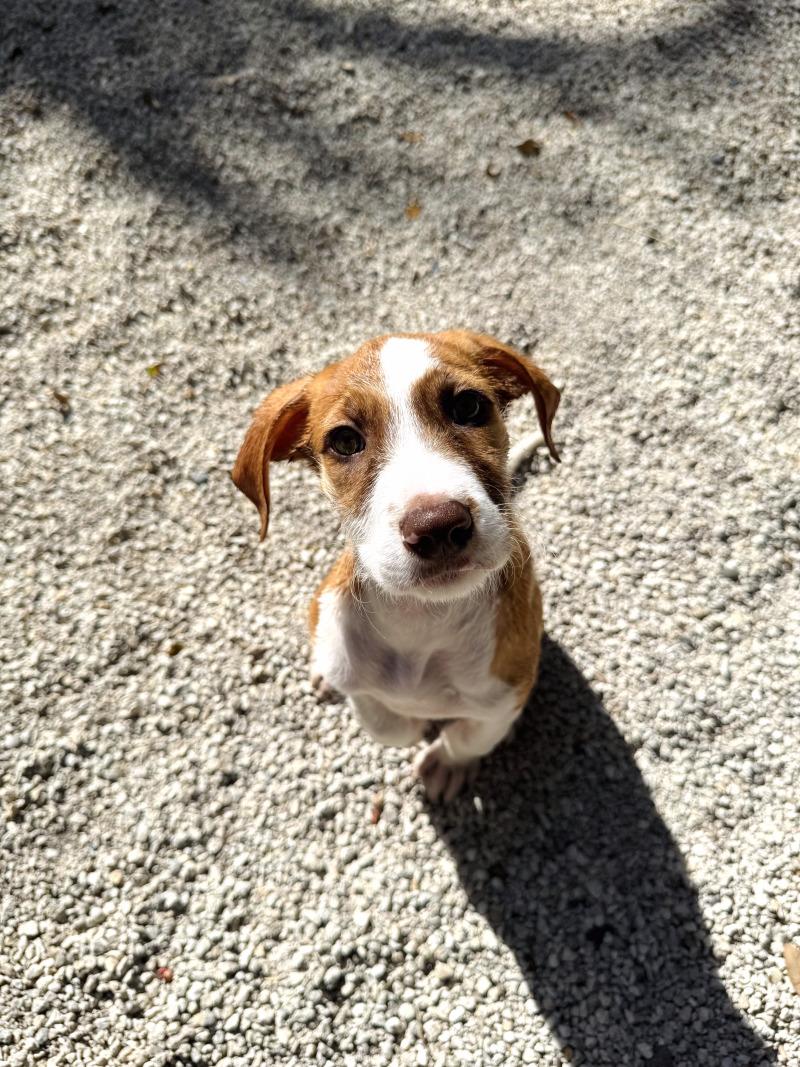 Princess, Adoptable, Adult Female Mixed Breed.