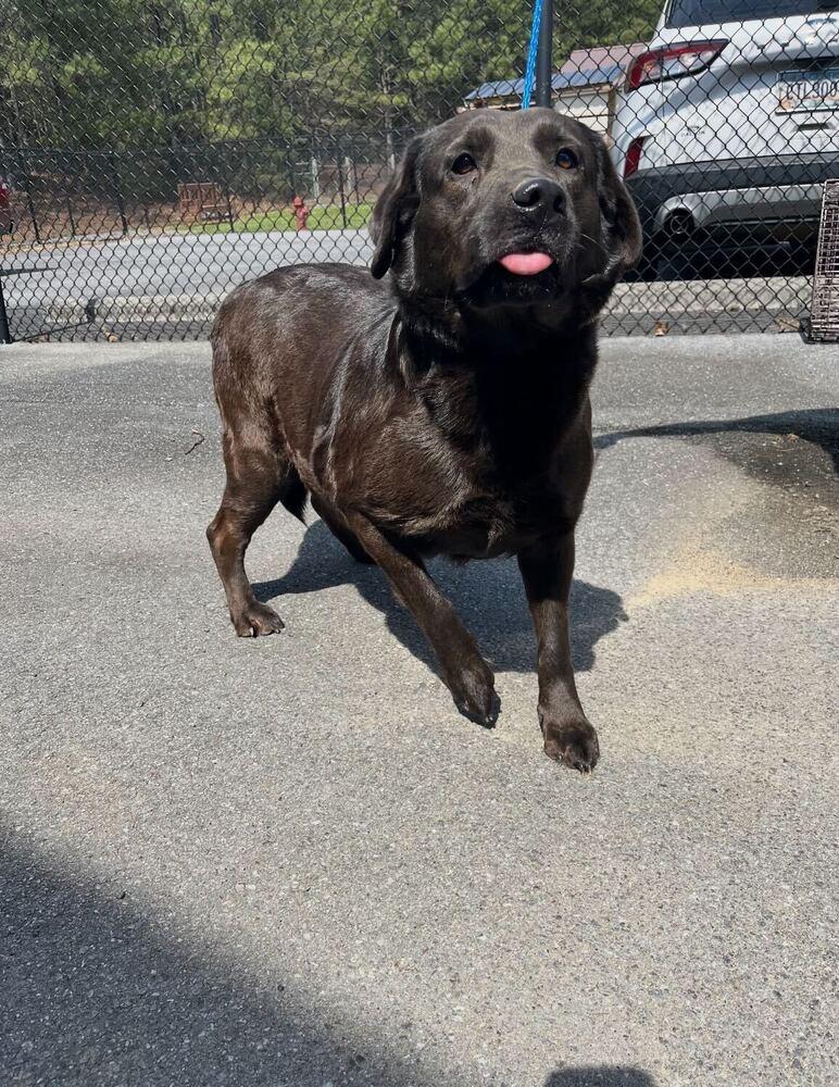 Delilah, Adoptable, Young Female Labrador Retriever.