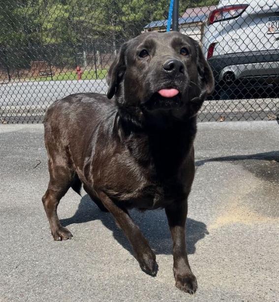 Enlarge Delilah, a Adoptable Labrador Retriever in Marietta, GA image 2/2