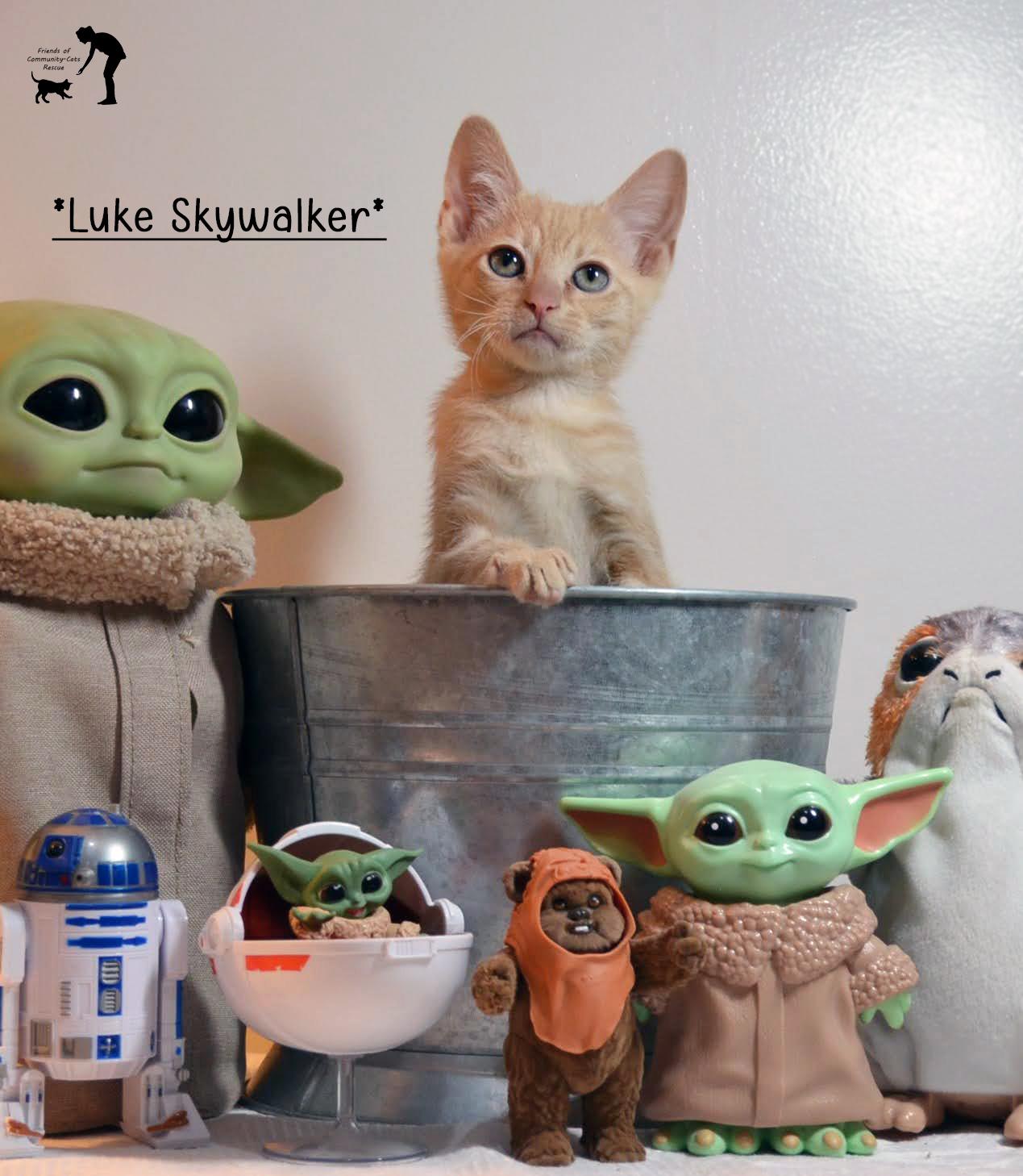 Luke Skywalker