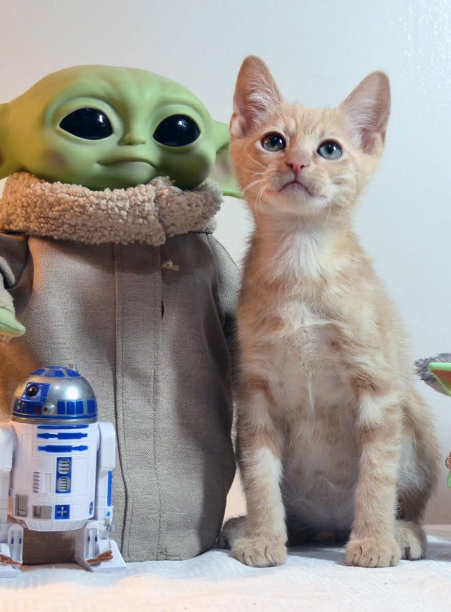 Luke Skywalker