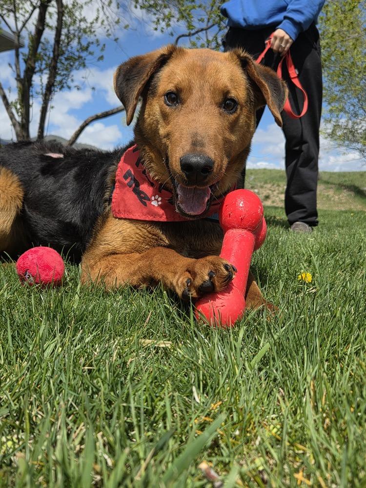 Gillie, Adoptable, Puppy Female Airedale Terrier & Hound.