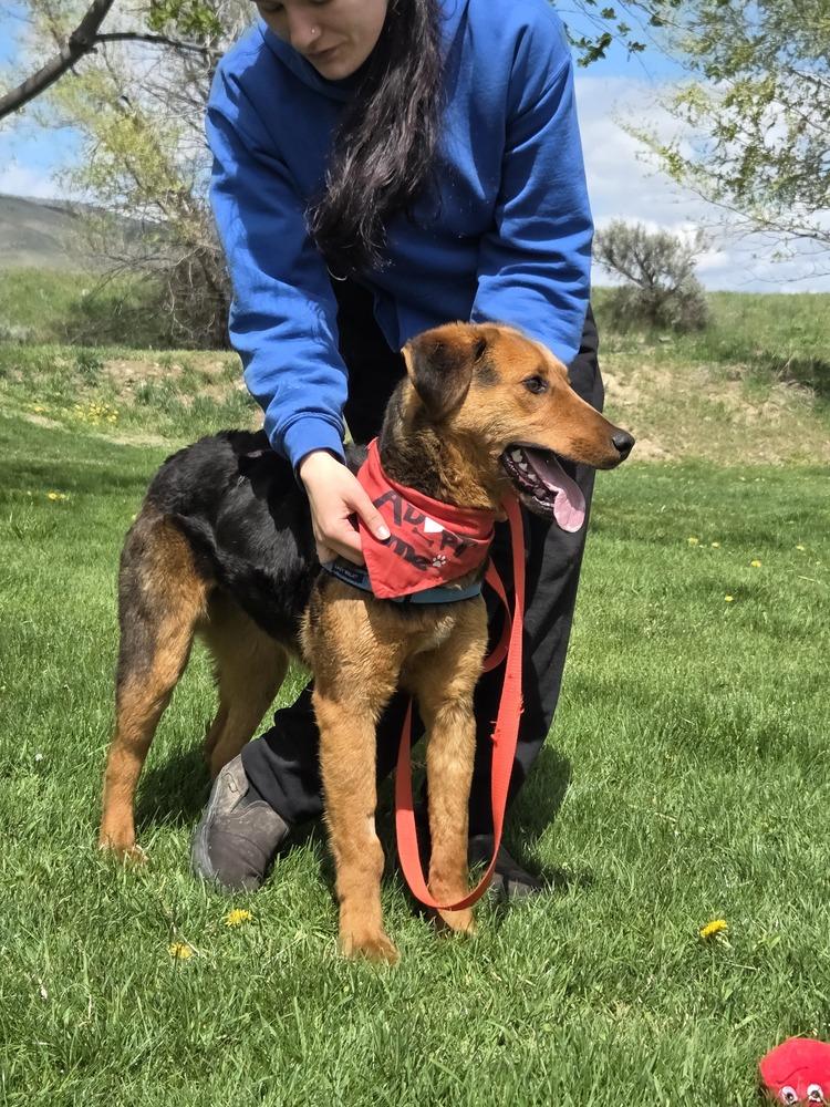 Enlarge Gillie, a Adoptable mixed breed in Salmon, ID image 2/6