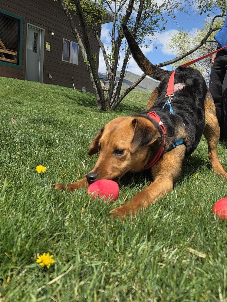 Enlarge Gillie, a Adoptable mixed breed in Salmon, ID image 3/6