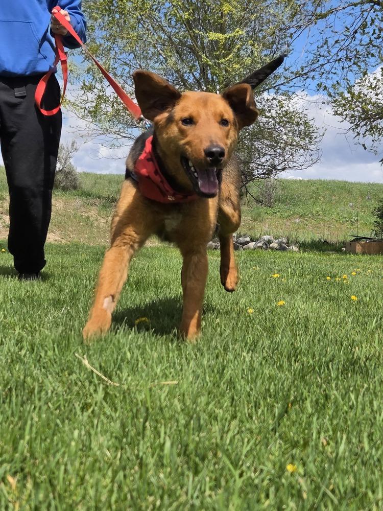 Enlarge Gillie, a Adoptable mixed breed in Salmon, ID image 4/6