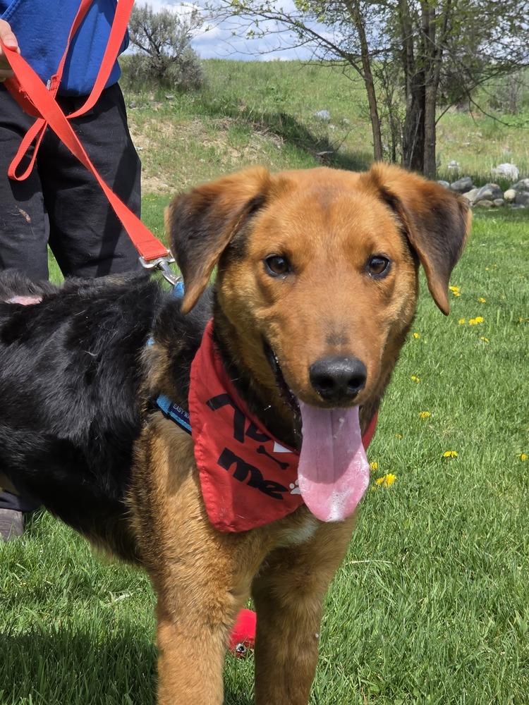 Enlarge Gillie, a Adoptable mixed breed in Salmon, ID image 5/6