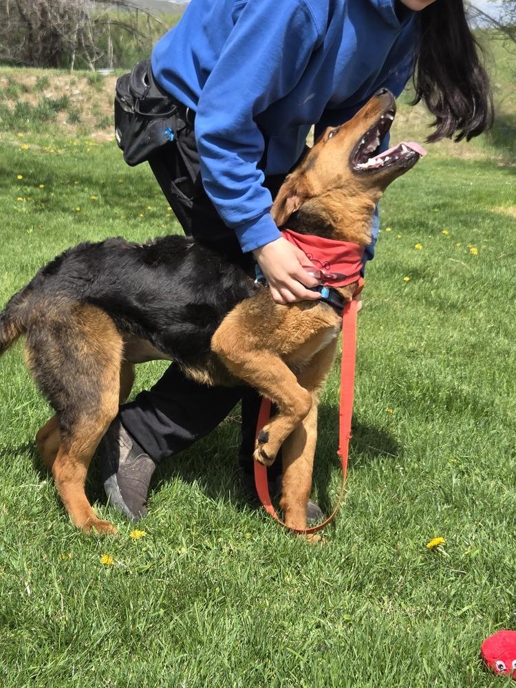 Enlarge Gillie, a Adoptable mixed breed in Salmon, ID image 6/6