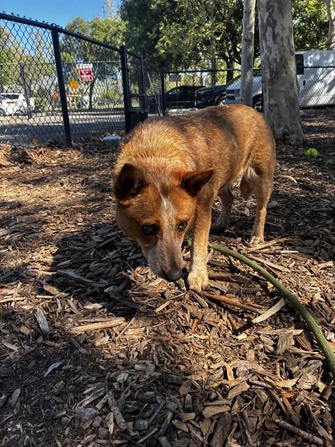 Enlarge CHICHI, a Adoptable mixed breed in Fremont, CA image 1/1