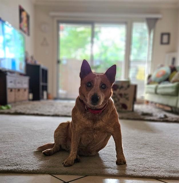 CHICHI, Adoptable, Senior Female Australian Cattle Dog / Blue Heeler & Mixed Breed.