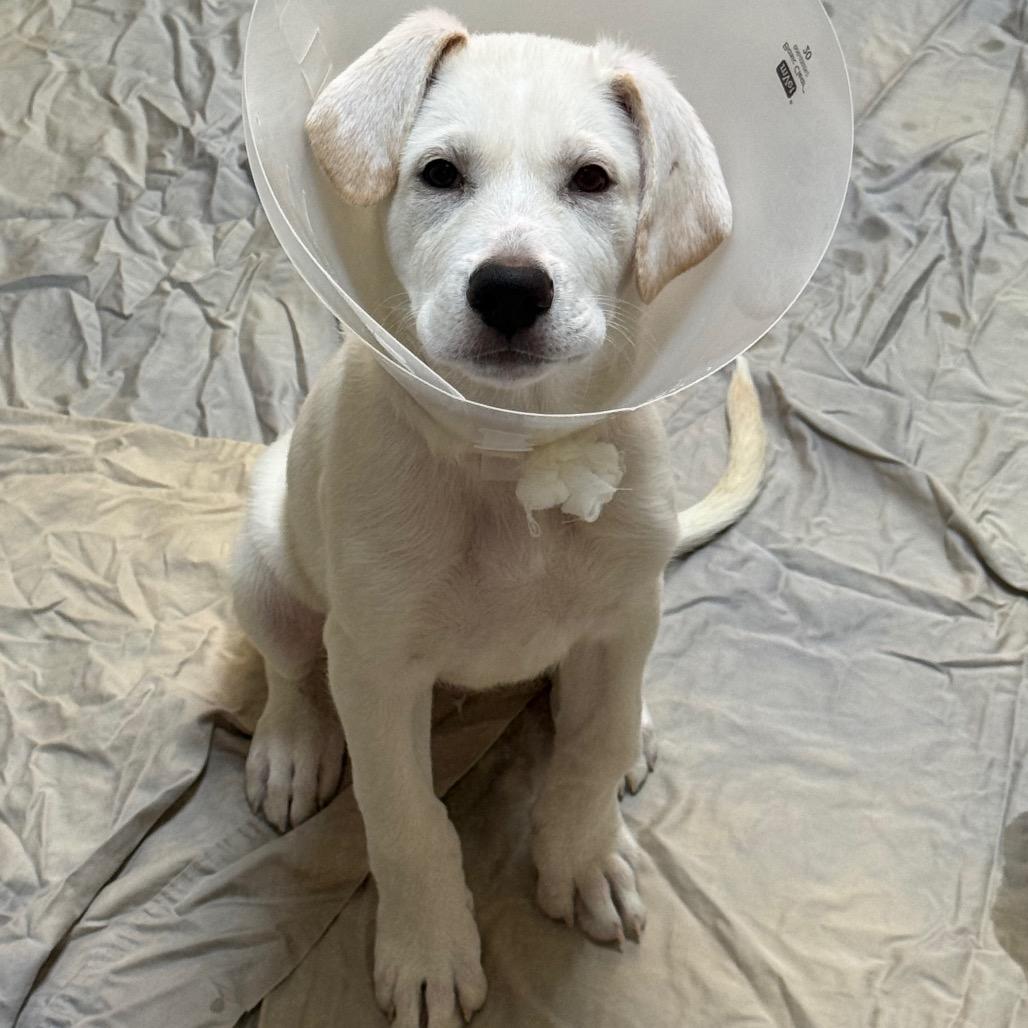Bubbers, Adoptable, Puppy Male Yellow Labrador Retriever & Mixed Breed.